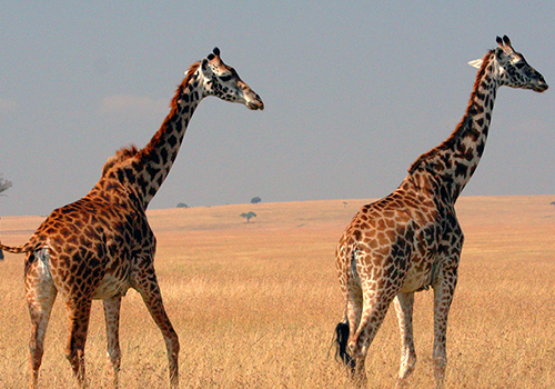 2-days-masai-mara-budget-safari